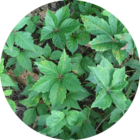 Poison-oak - Pacific Poison Oak (460x460), Png Download