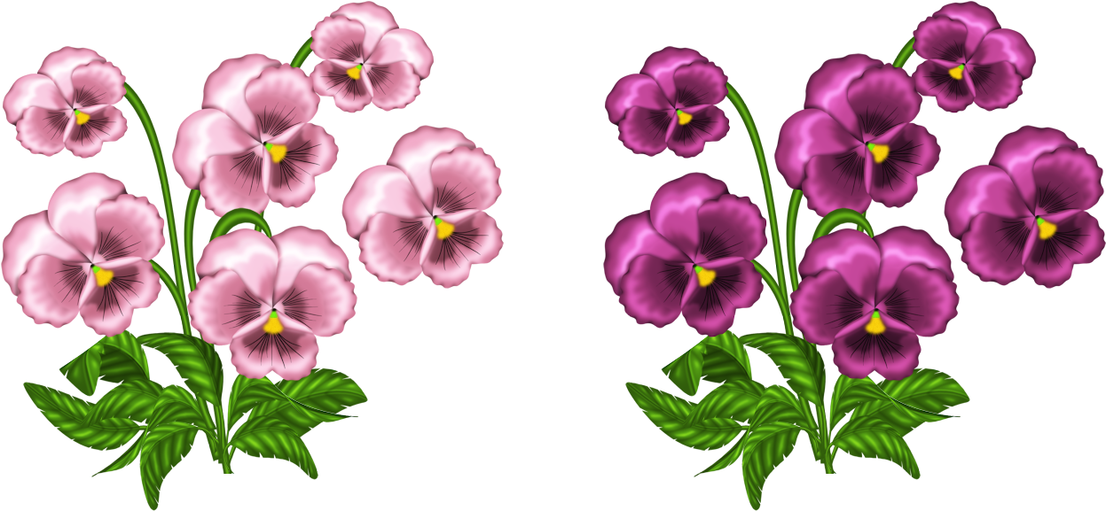 Pink Clipart Pansy - Violets Clip Art (1339x668), Png Download