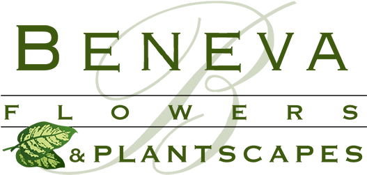 Return To The Homepage - Evergreen Classics In Bossa (575x252), Png Download