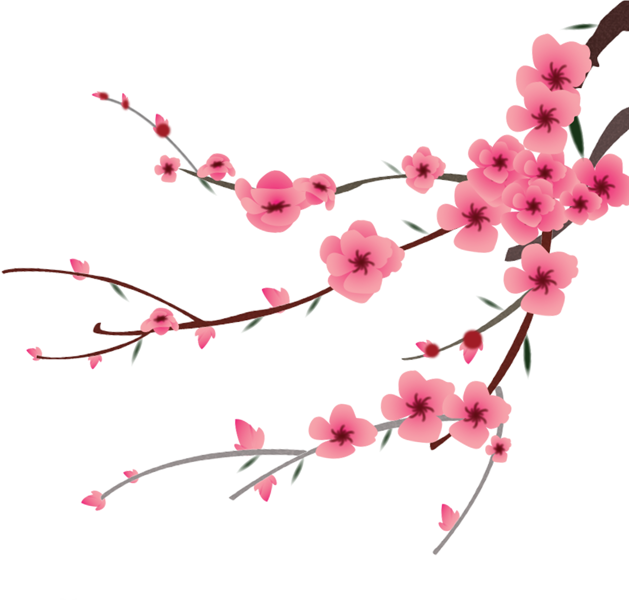 Petal Flower Hand Painted - Peach Blossom Flower Peach Png (1701x1516), Png Download