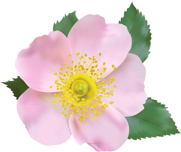 Rose Blossom Png Transparent Clip Art Image - Wild Rose Flower Transparent Clipart (600x497), Png Download