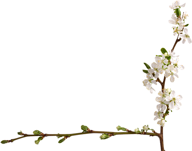 Parent Directory - Prunus (773x600), Png Download