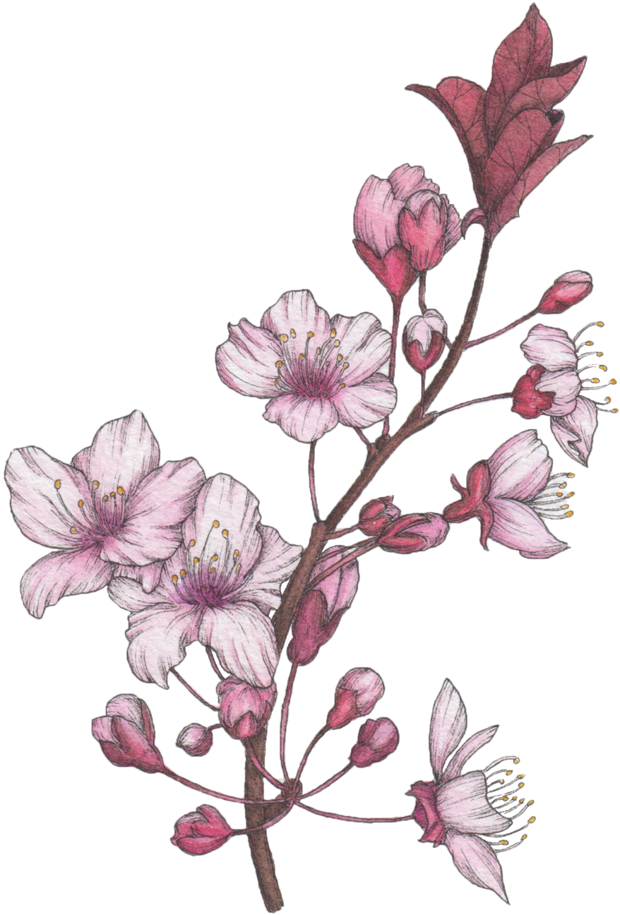 Blossom (1000x1333), Png Download