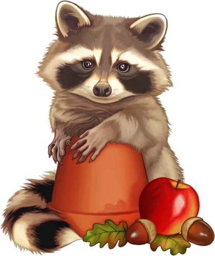 Raton Laveur - Raccoon (419x500), Png Download