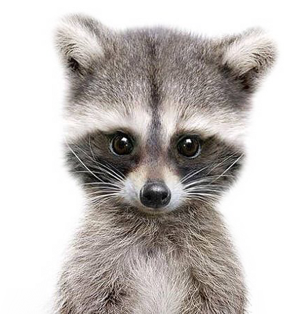Raccoon (421x455), Png Download