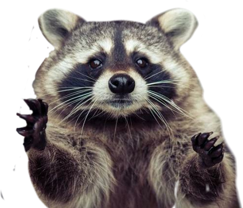 Raccoon Hug (499x428), Png Download