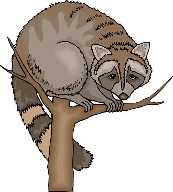 Free Raccoon Clipart - Raccoon In Tree Clipart (676x750), Png Download