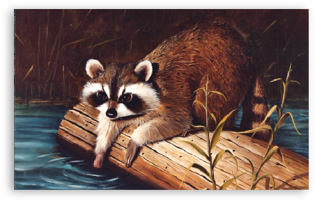 Racoon Fishing - Procyon (458x296), Png Download