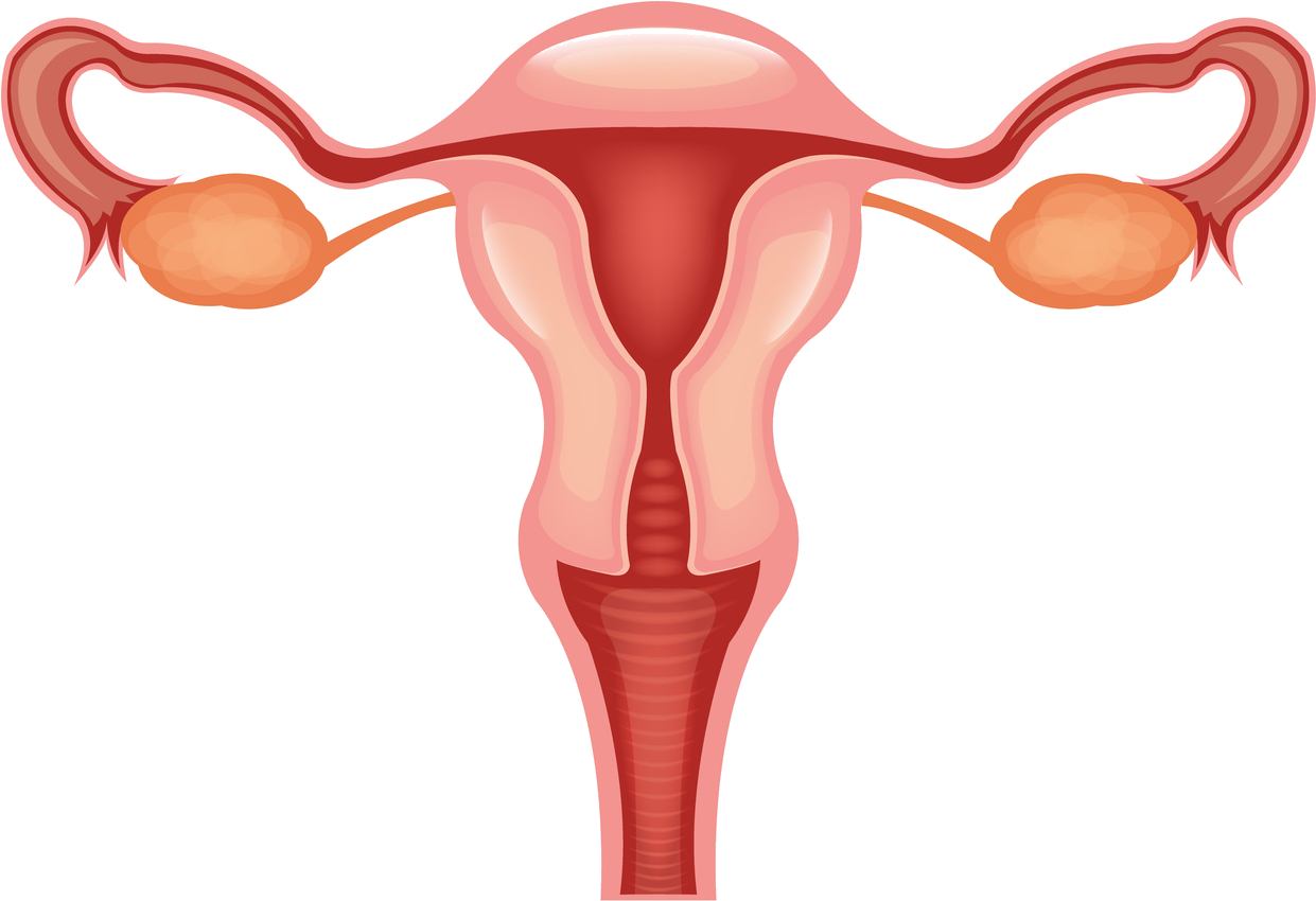 Vagina Clip Svg Free - Female Reproductive System Clipart (1570x1459), Png Download