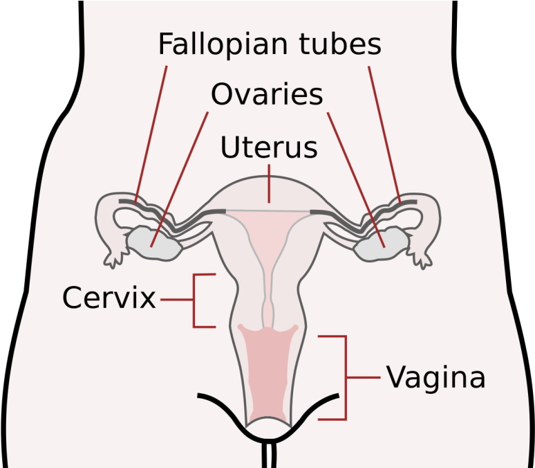 Scheme Female Reproductive System-en - Female Reproductive System (481x447), Png Download