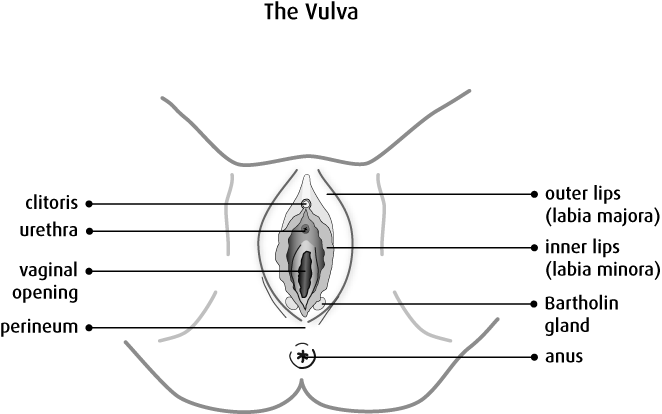 Vulva Diagram Anatomy (662x414), Png Download