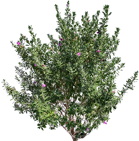 Texas Sage - Bottlebush (500x494), Png Download
