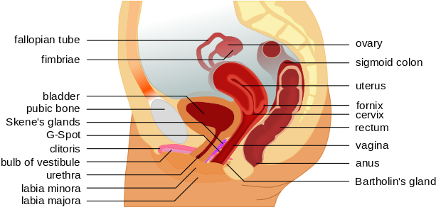 Vaginal Cancer - Diagram Of Vagina G Spot (640x291), Png Download