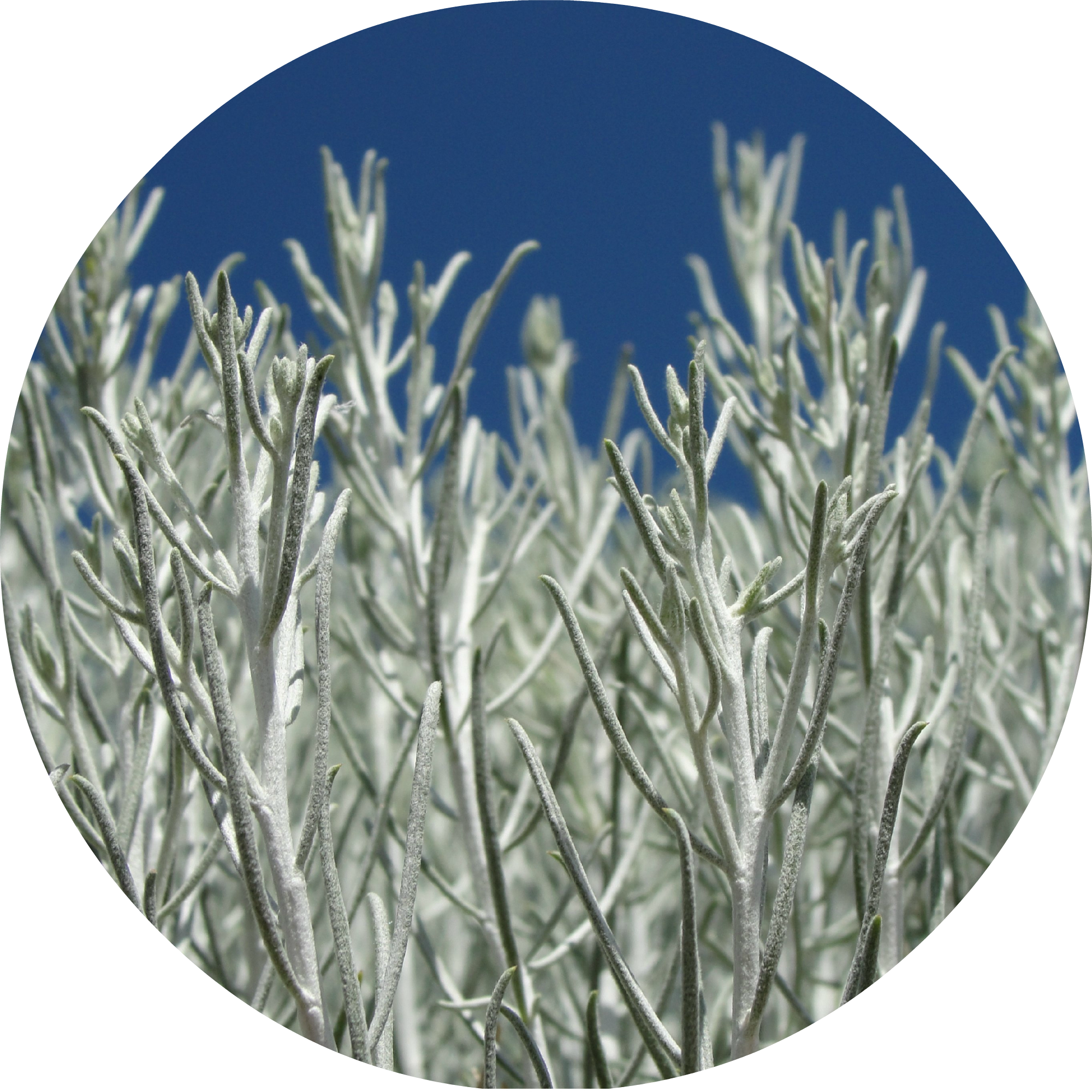 Desert Sage Png (2000x2000), Png Download