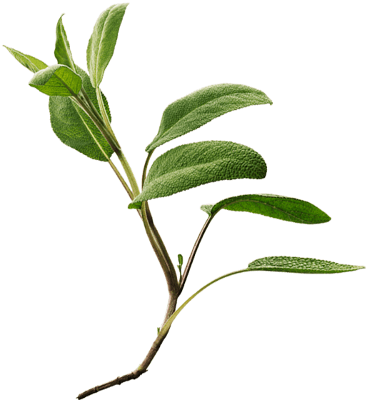 Common Sage (514x560), Png Download