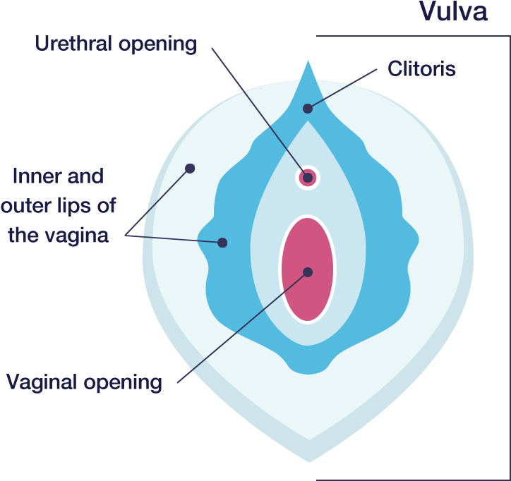 Vaginal Ecology - Vagina (834x828), Png Download