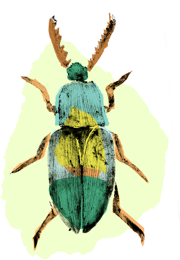 Picture Transparent Download Beetle Colour Png Insects - Beetle (670x950), Png Download