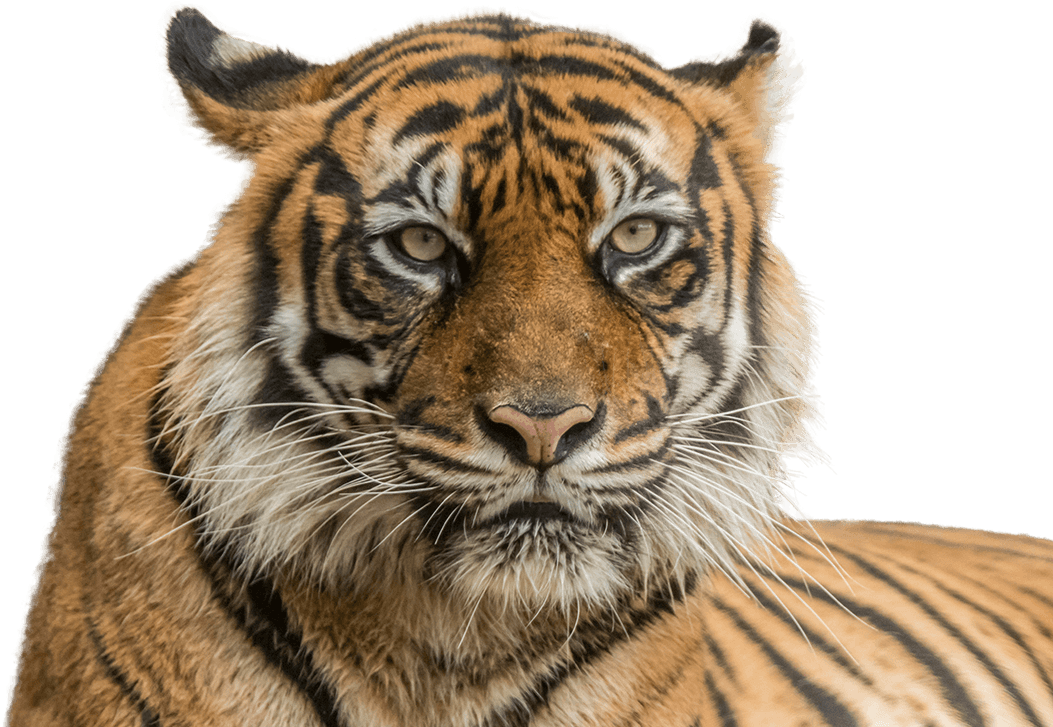 Vector Freeuse Stock Sumatran National Zoo Aquarium - Tiger Face Hd Png (1053x727), Png Download