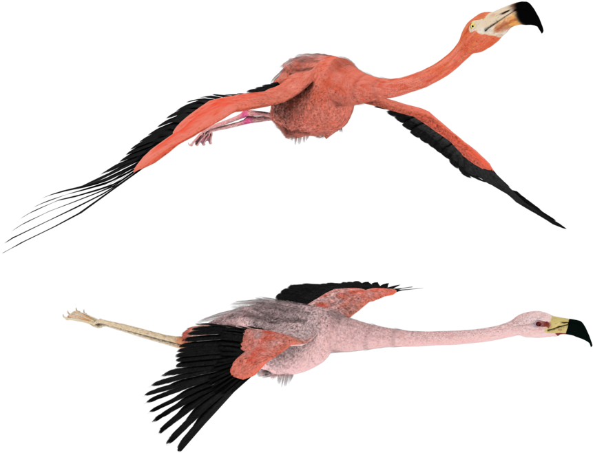3d Flamingo Clipart - Wallpaper (900x720), Png Download