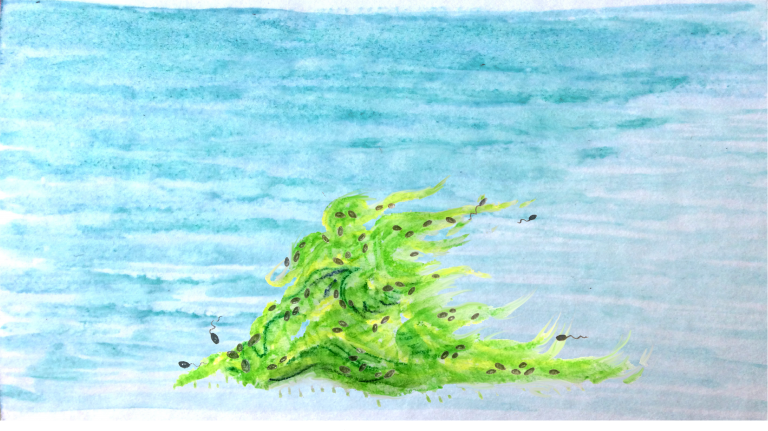 Biofilm Prima Coverjen - Sea (768x431), Png Download