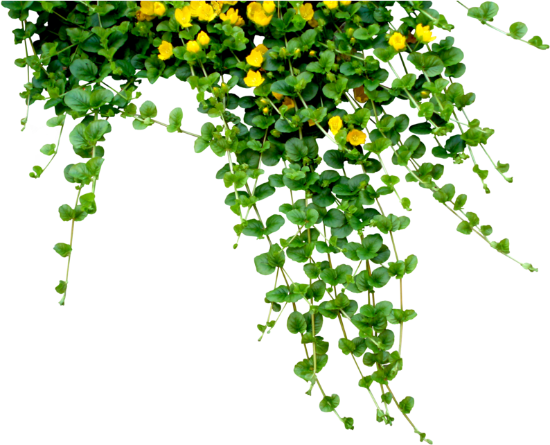 Ivy By Black B - Teachers Day Quotes In Telugu (900x675), Png Download