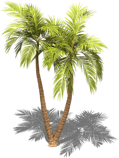 Preview - Palm Trees (429x575), Png Download