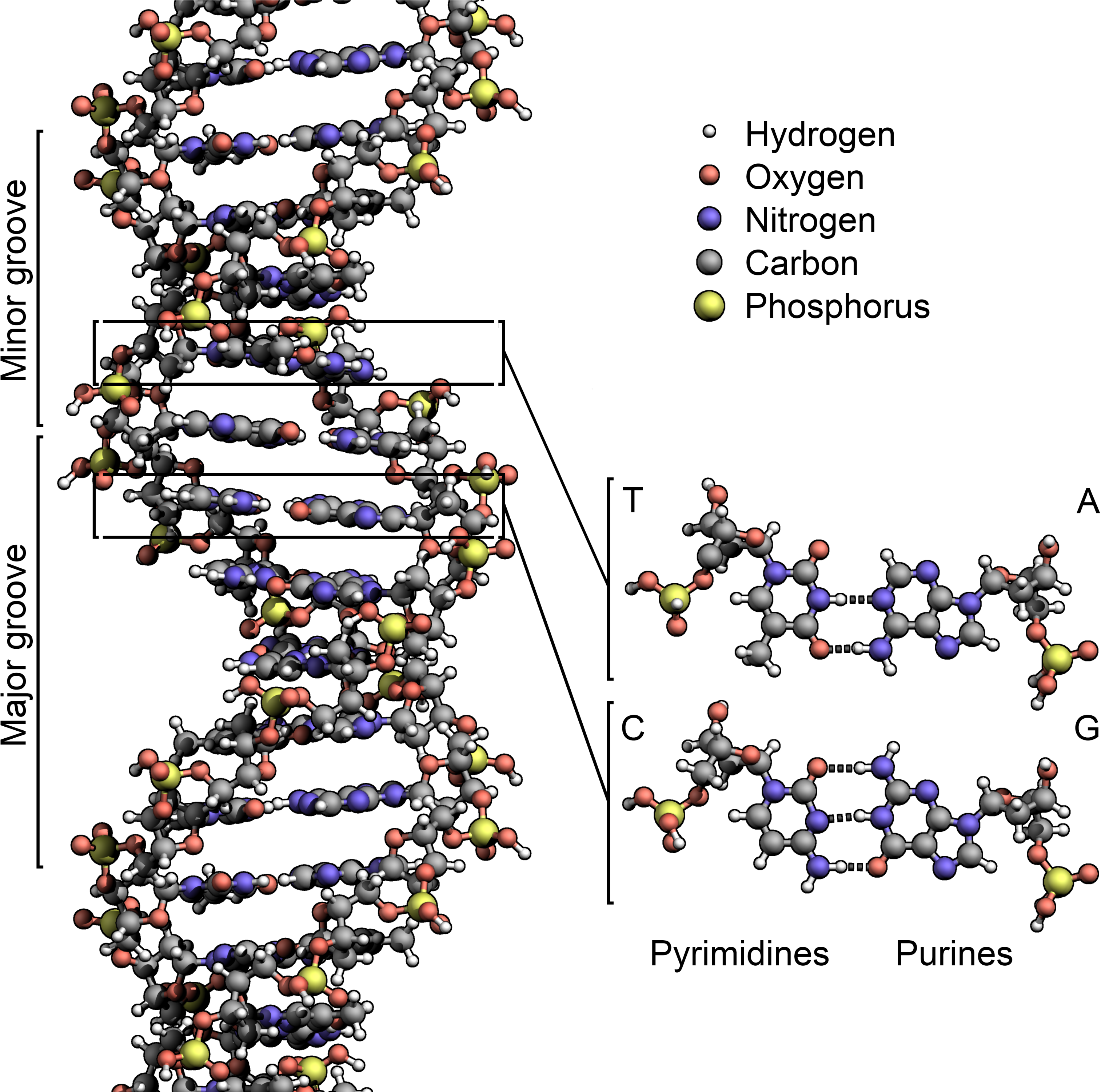 Dna Structure Key Labelled - Spider Dna Structure (3075x3000), Png Download