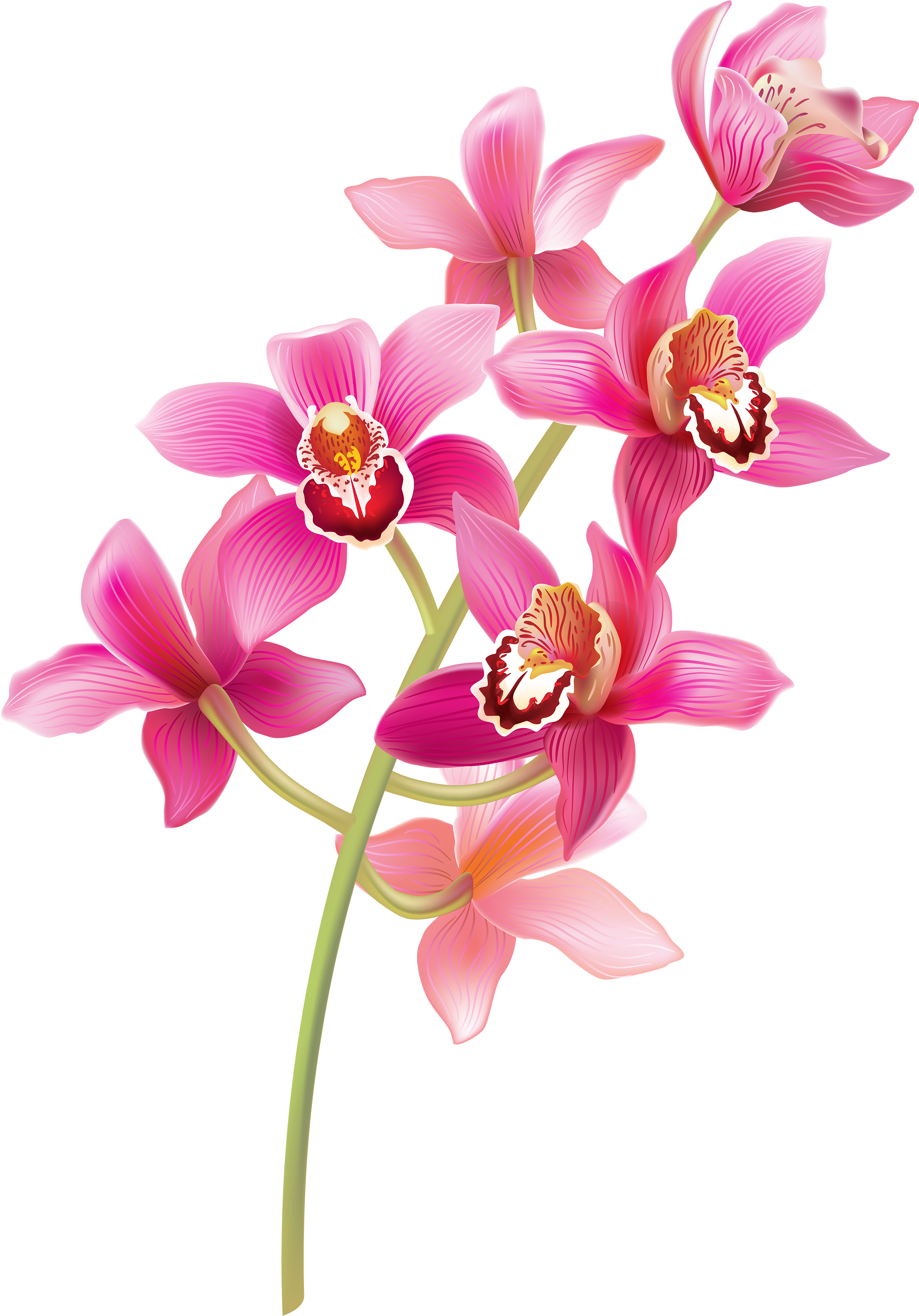 Vector Library Download Orchid Clipart Watercolor - Orchid Png (2442x3500), Png Download