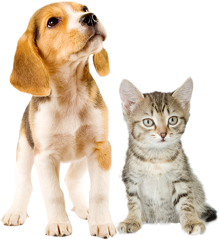 Puppy And Kitten Png (550x540), Png Download