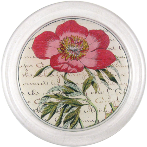 Tree Peony (600x600), Png Download