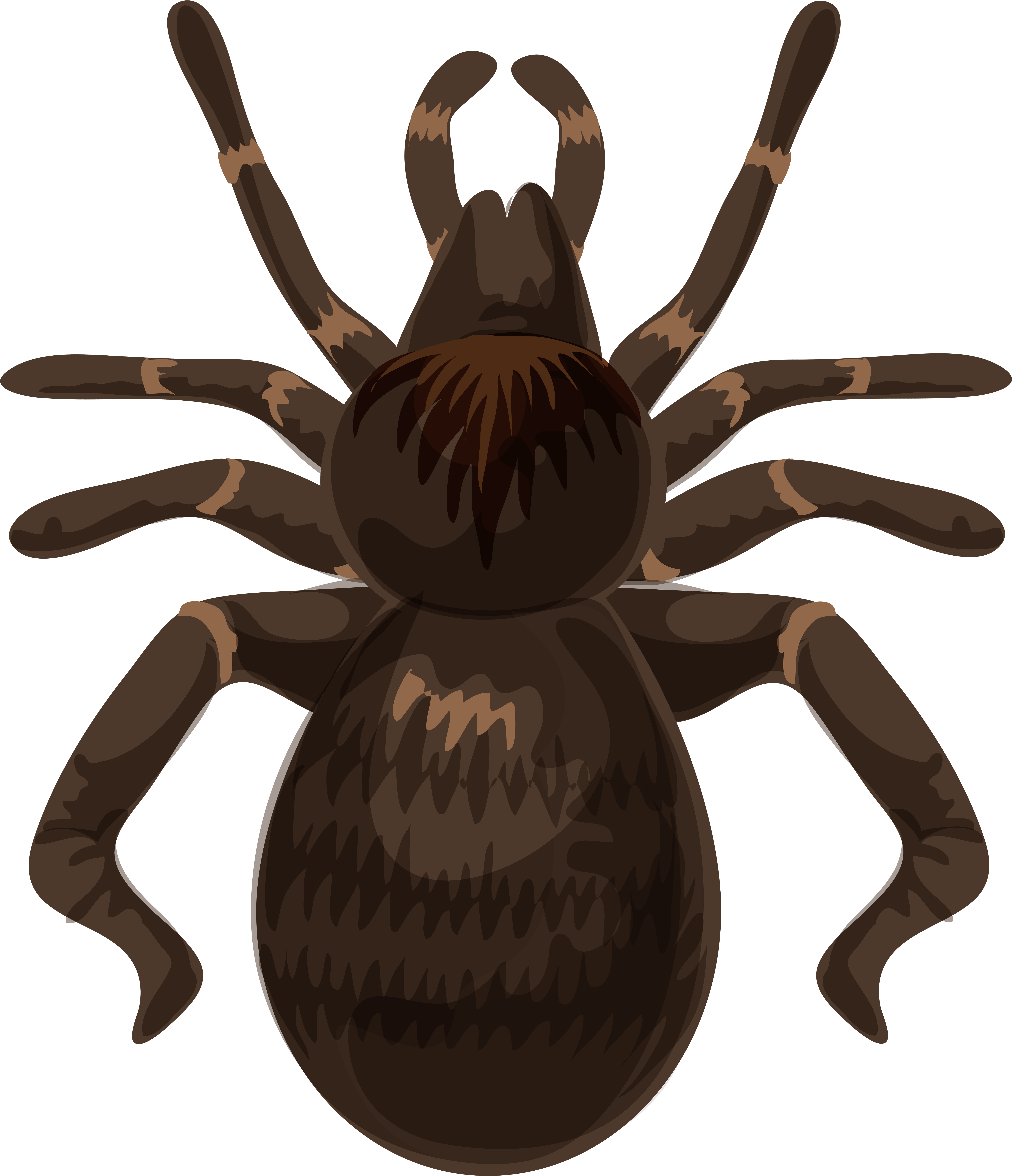 Spider Png (6861x8000), Png Download