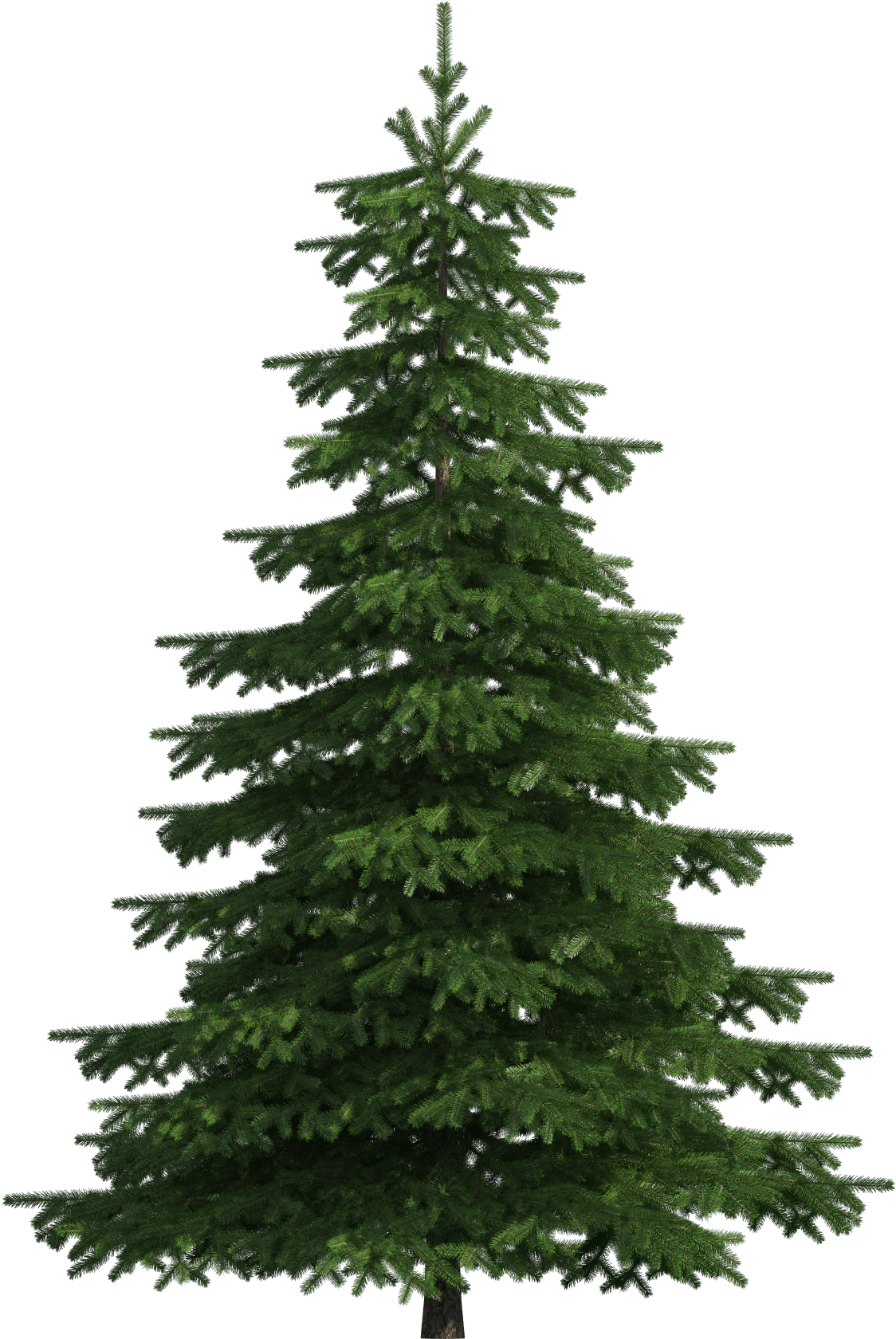 Realistic Pine Tree Png Clip Art - Pine Tree Transparent Background (1219x1729), Png Download