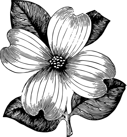 Free Download ~ Flower Clipart And Vector - Drawing (530x570), Png Download