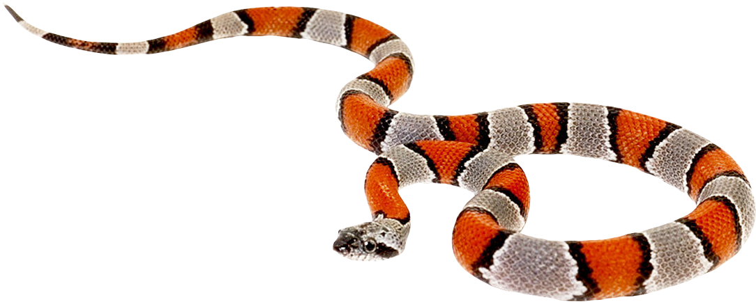 False Coral Snake Png (1200x608), Png Download