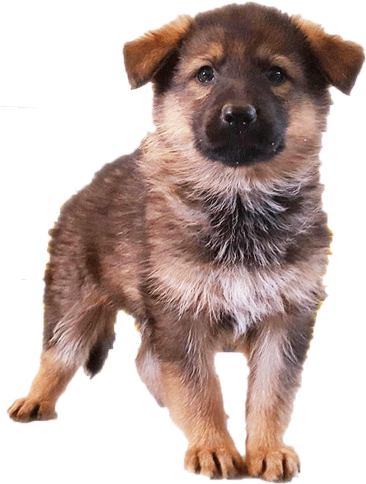 Ready To Adopt A Beautiful German Shepherd Puppy - German Shepherd Puppy Png (600x500), Png Download