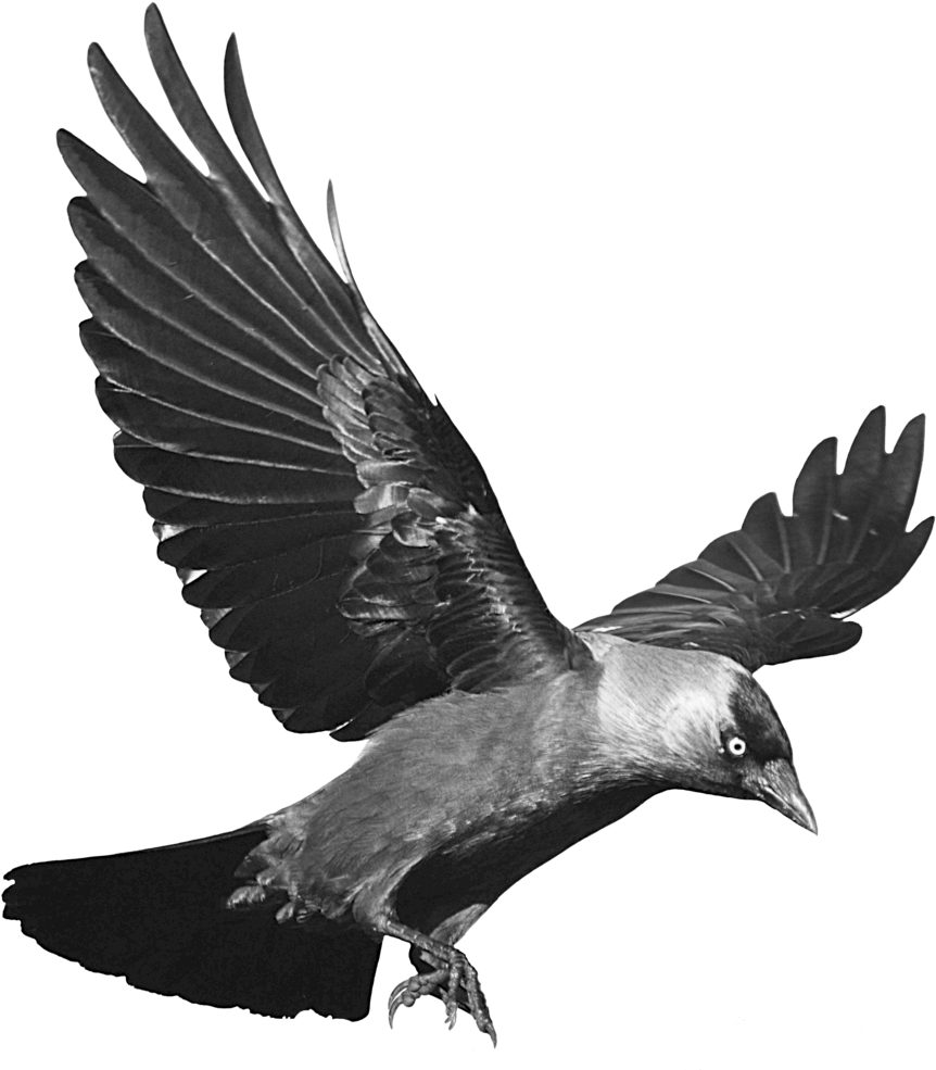 Raven Flying Transparent Background - Crow Png (1024x1036), Png Download