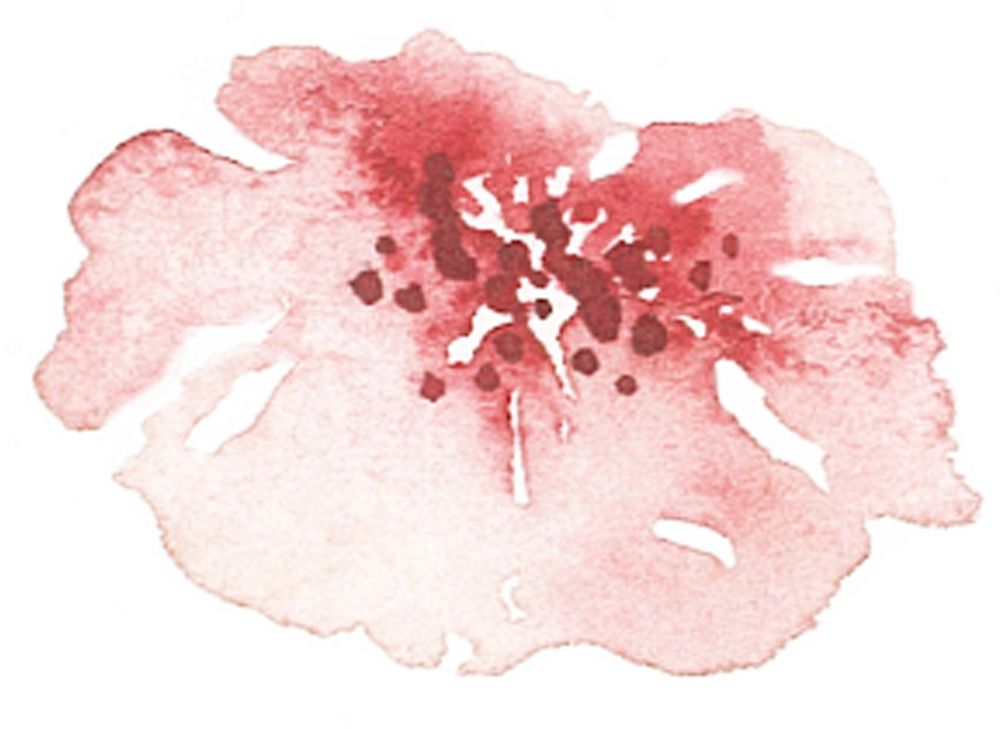 Of A Friends Wedding In The Summer Of - Hibiscus (1920x1796), Png Download