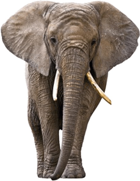 Free Png Elephant Png Images Transparent - Elephant Png (480x587), Png Download