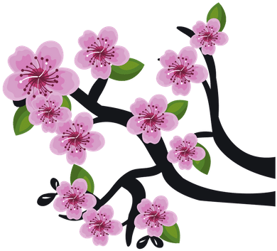 Cherry Blossom - Vector Graphics (500x500), Png Download