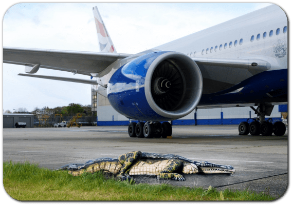 Foreign Object Debris - Alligators Runway Fl Airport (775x400), Png Download
