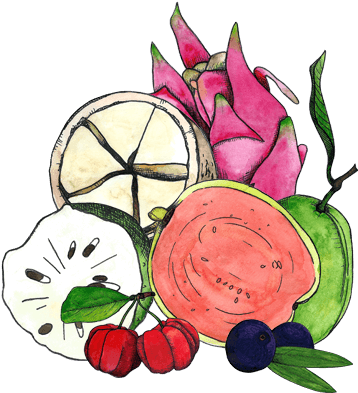 Illustration Of Graviola, Cupuacu, Goiaba, Pitaya, (400x400), Png Download