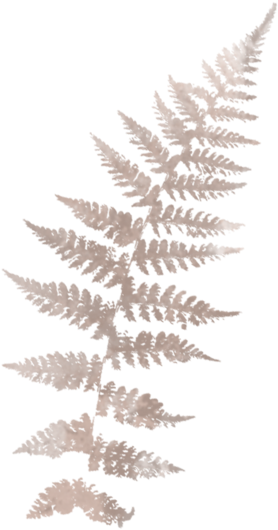 Pink-fern - Ostrich Fern (800x800), Png Download