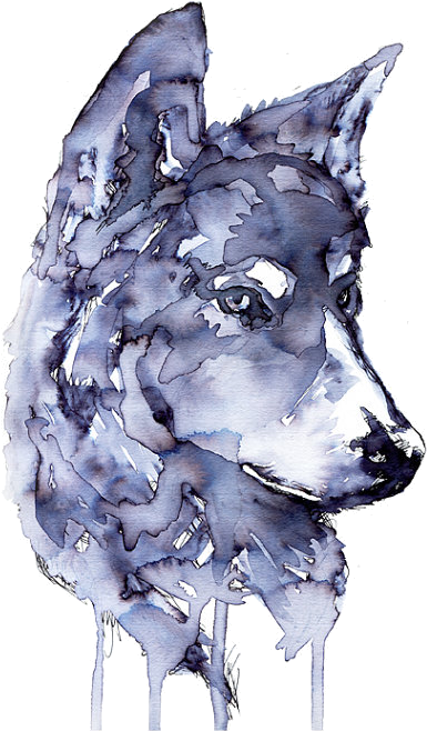 Transparentrwedfefgre - Wolf Watercolor (570x737), Png Download