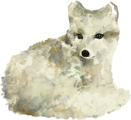 Fox Freetoedit Articfox White Watercolor - Arctic Fox Watercolor Art Print Painting (436x399), Png Download