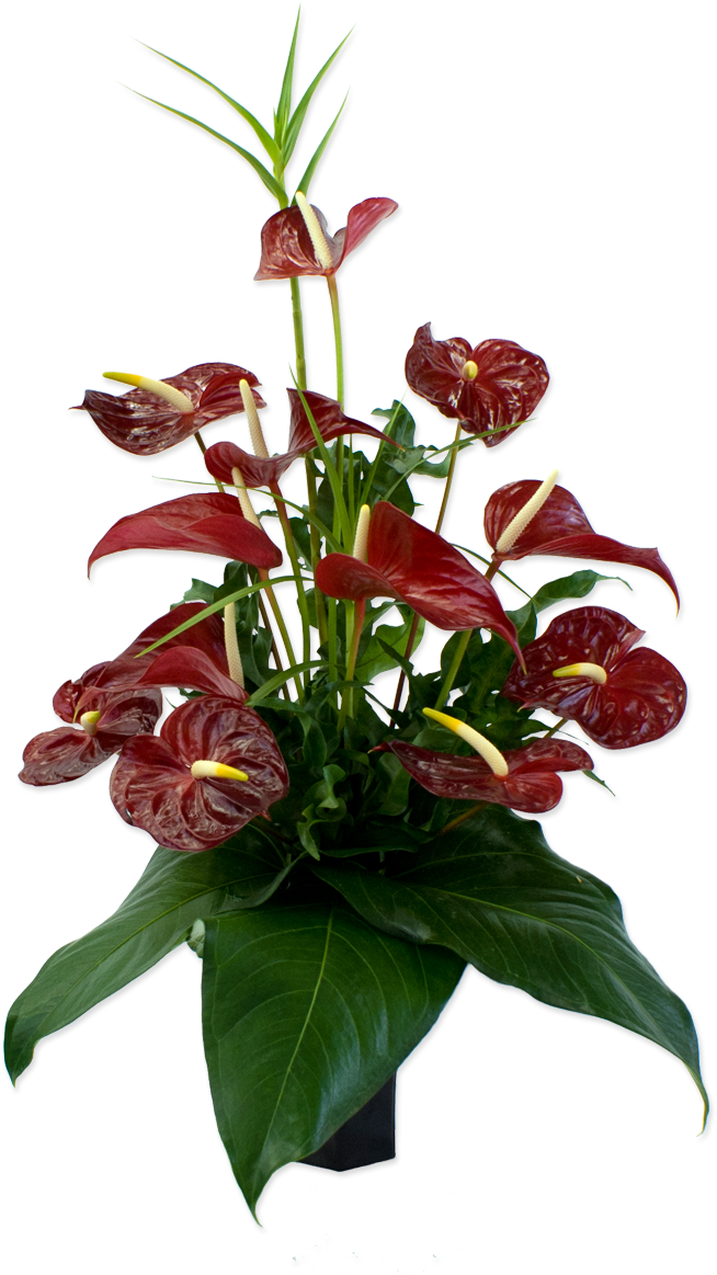 50 Previous Next - Anthurium Andraeanum Png (1200x1200), Png Download