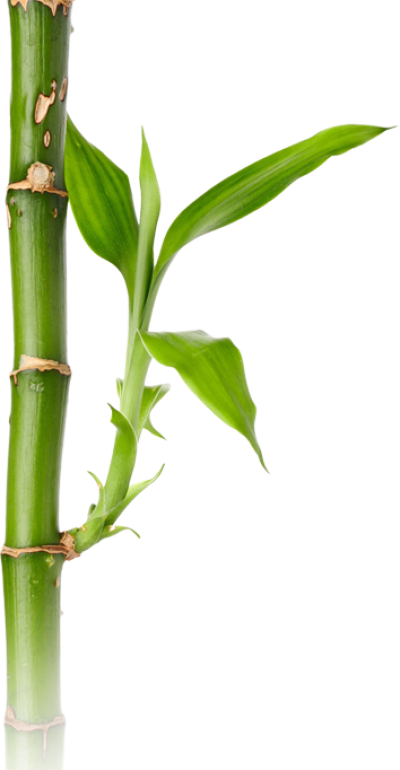 Background Bamboo Transparent - Bamboo (354x682), Png Download