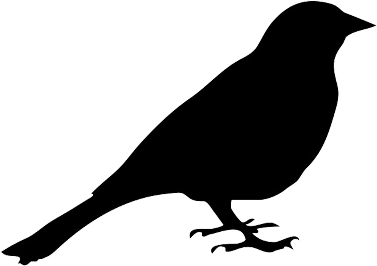 Bird Silhouette - Silhouette Of Pigeon (1325x992), Png Download