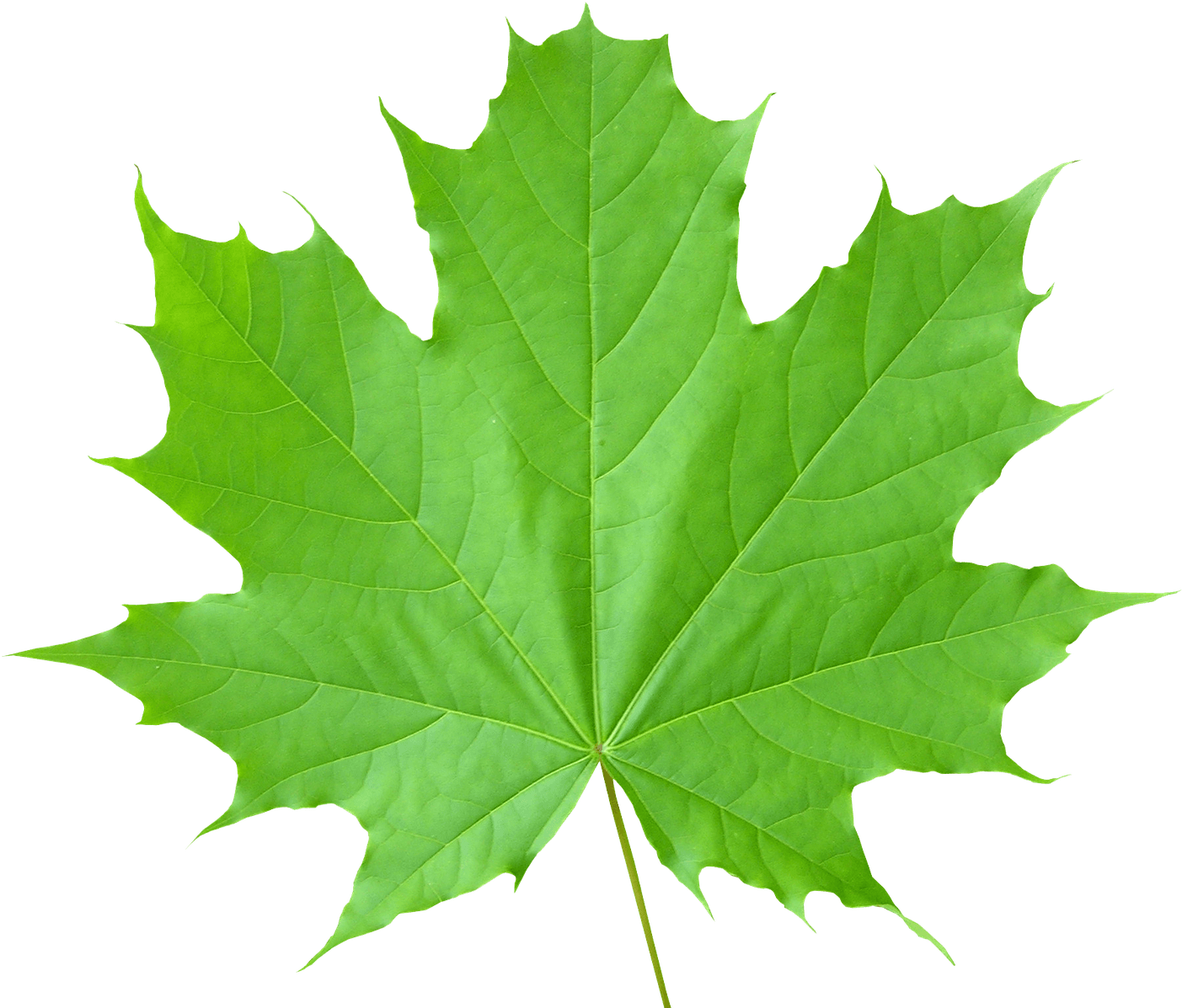 Green Leaves Png File - Leaf Transparent (1600x1200), Png Download