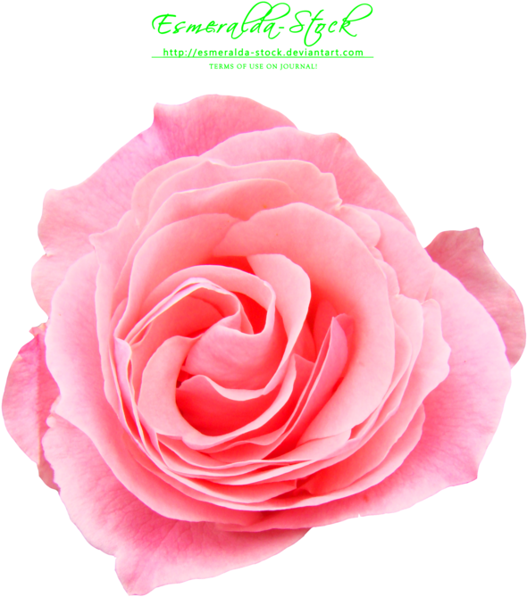 Pink Rose Png Free Download - Pink Rose Free Png (600x800), Png Download
