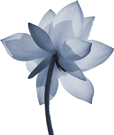 About Our Name - Sacred Lotus (380x450), Png Download
